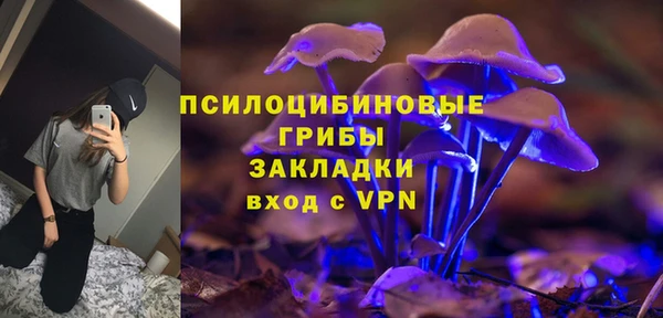 прущие грибы Новозыбков